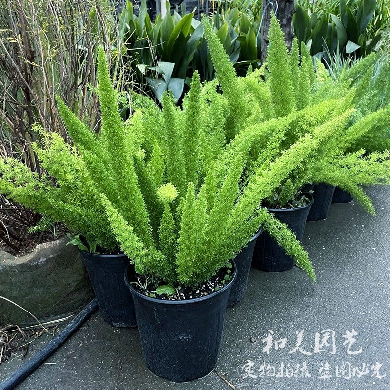 和美园艺 狐尾天门冬 常绿多年生 庭院造景植物 耐热耐寒 包邮