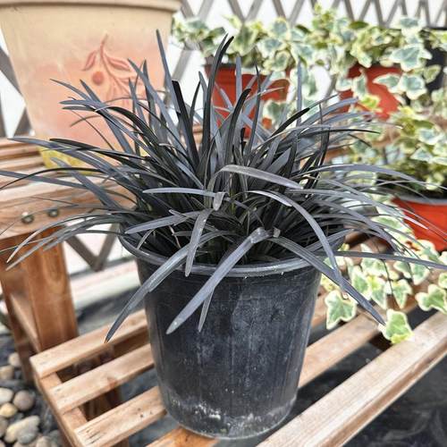 黑麦冬 黑龙沿阶草 稀有黑色观赏草 多年生低维护花境植物