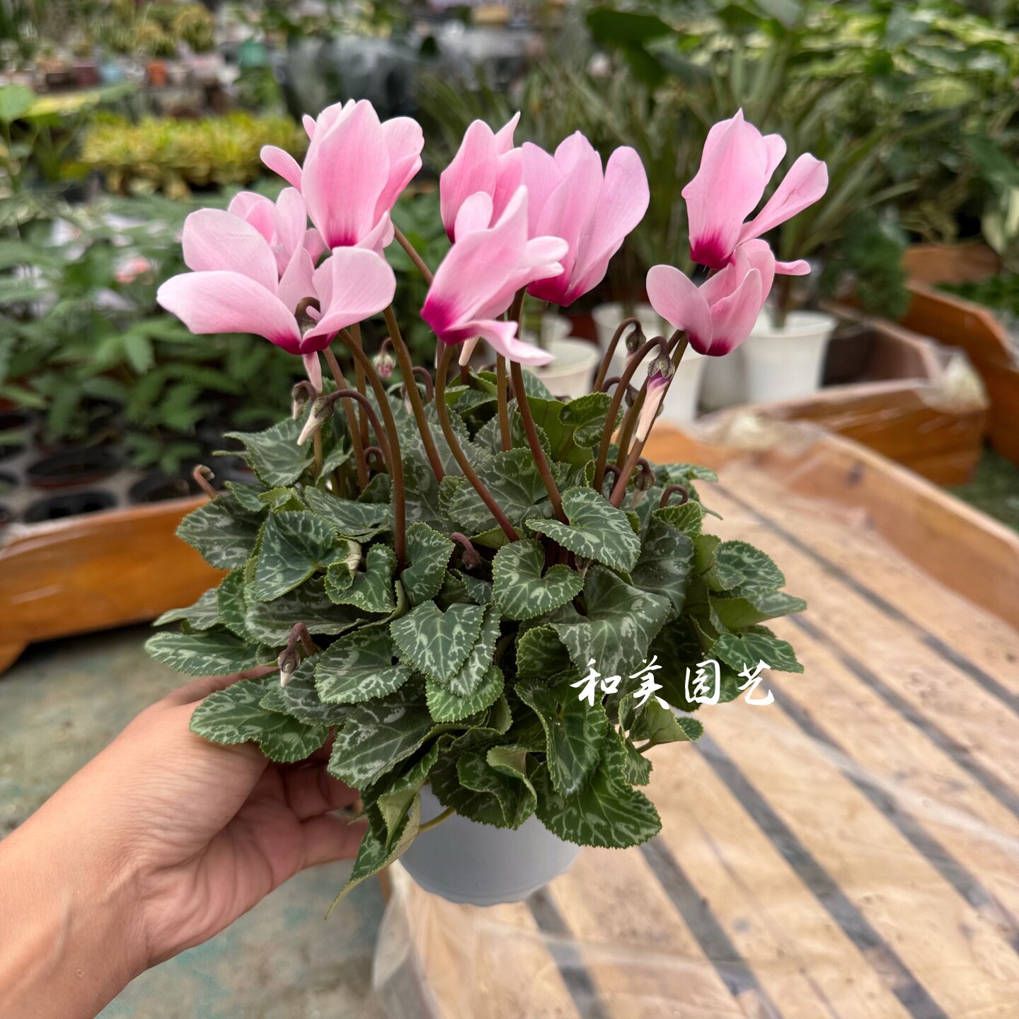 仙客来盆栽带花发 兔子花 萝卜海棠 蝶衣 耐寒年宵花卉花期较长