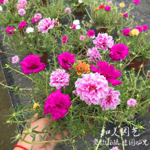 耐热太阳花盆栽重瓣马齿苋