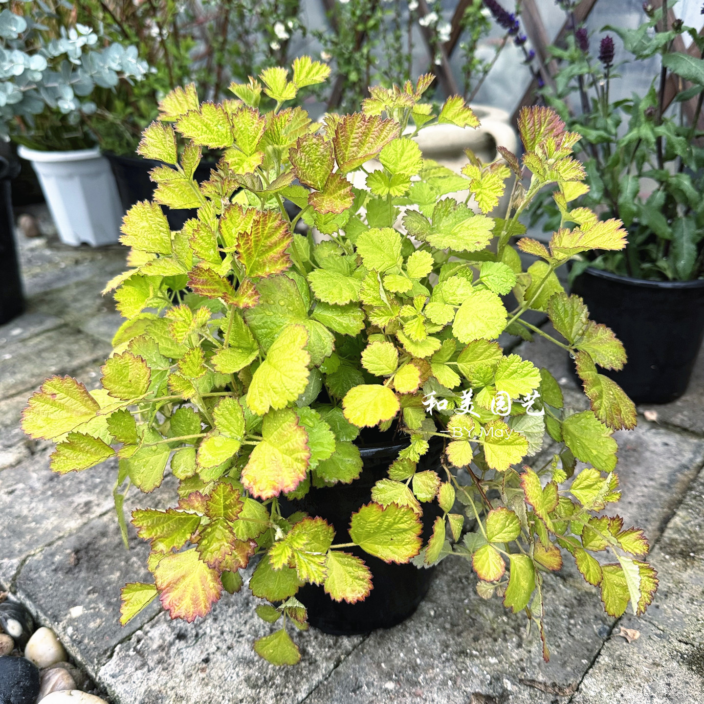 金叶茅梅 阳光飞浅 树莓 匍匐蔓延观叶植物 耐热耐寒多年生宿根