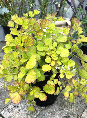 金叶茅梅 阳光飞浅 树莓 匍匐蔓延观叶植物 耐热耐寒多年生宿根