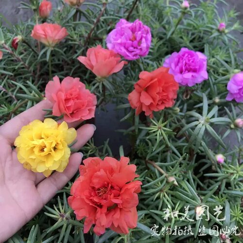 耐热太阳花盆栽重瓣马齿苋