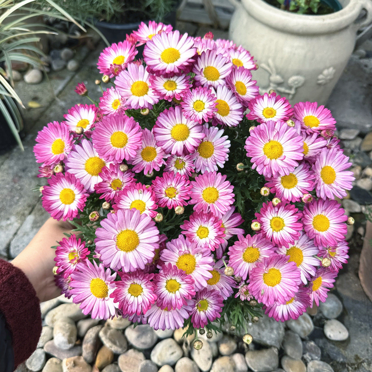 玛格丽特盆栽 庭院阳台花卉 彩色糖果小雏菊 花期较长花量大 包邮