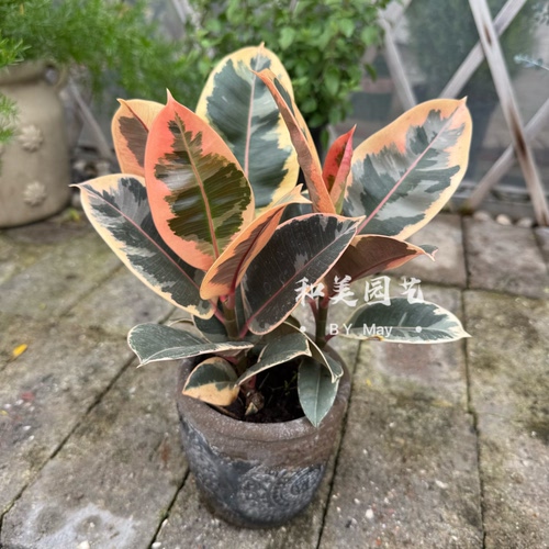 花叶金刚北欧风花叶橡皮树