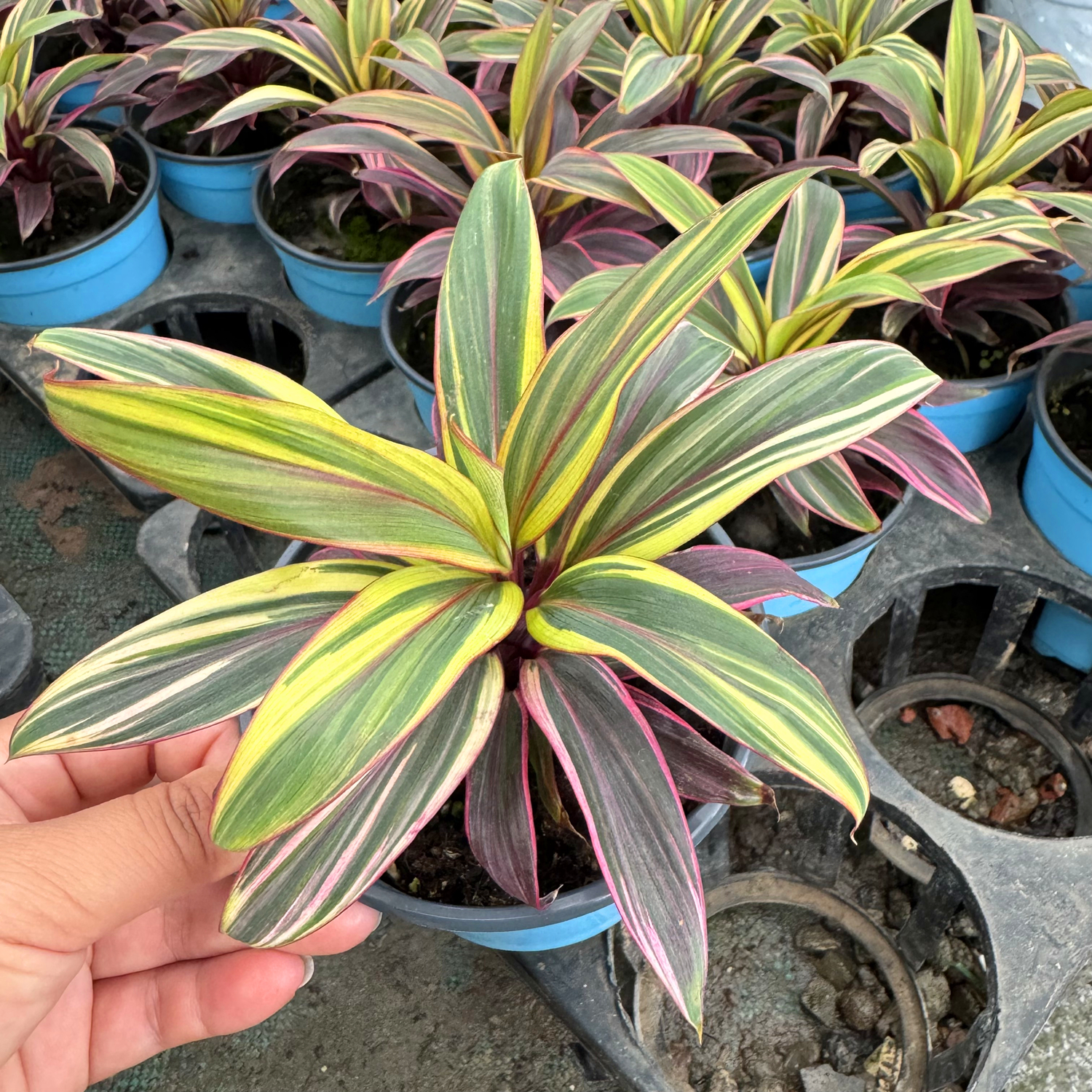 新品巧克力 彩虹朱蕉  桌面水培植物白兰地朱蕉 耐阴易养观叶植物