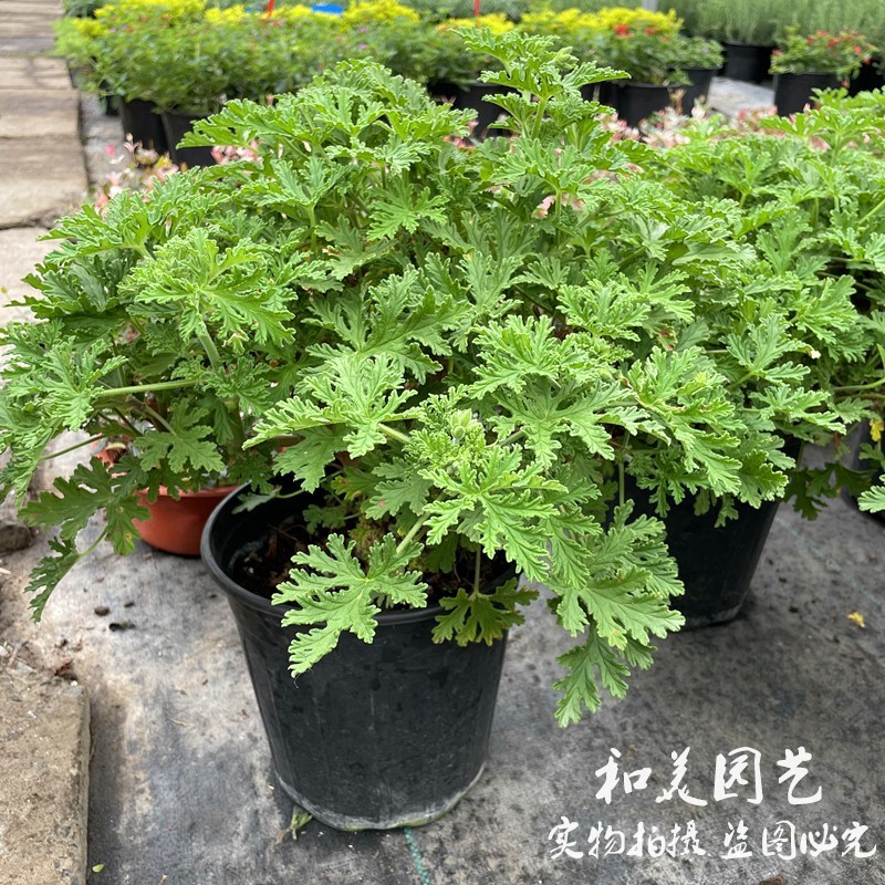 驱蚊草盆栽 香叶天竺葵 多年生柠檬香草 驱蚊虫植物 包邮