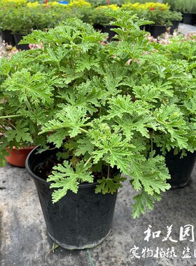驱蚊草盆栽 香叶天竺葵 多年生柠檬香草 驱蚊虫植物 包邮