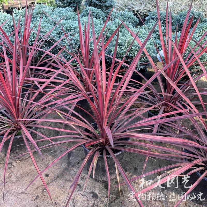 澳洲朱蕉 蓝色乌托邦朱蕉 红星红巨人庭院花镜植物多年生包邮