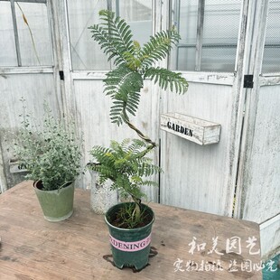 蓝花楹盆景 多年生兰花楹树苗 室内常绿小众盆栽