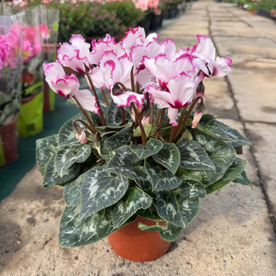 和美园艺仙客来耐寒年宵花卉