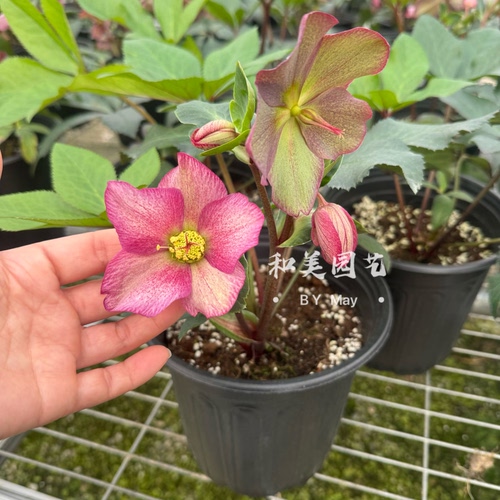 铁筷子阳台庭院圣诞玫瑰冬春