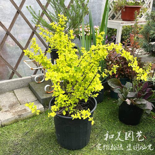 黄金喷泉菱叶绣线菊八重小手球