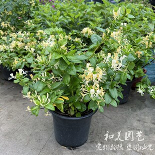 藤本多年生木本植物 红色金银花盆栽清香木本爬藤植物 四季常青