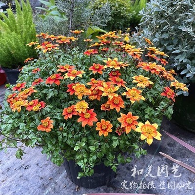 粉花金悠菊 鬼针草带花发 金焰绣线菊 庭院阳台开花机器 花期较长