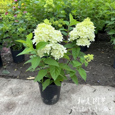 木绣球中华木绣球多年生木本植物
