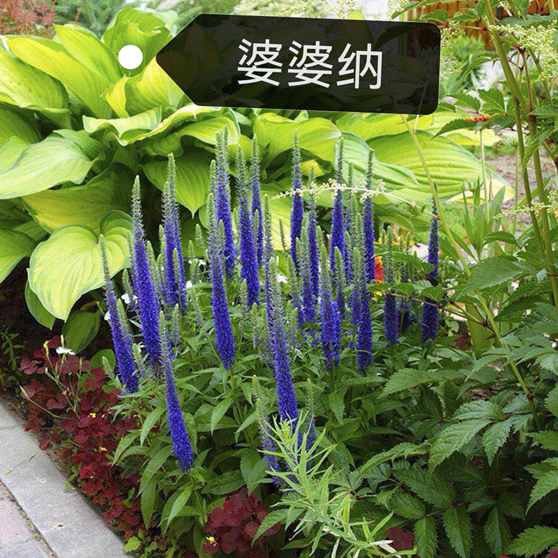 婆婆纳蓝色易打理宿根花卉包邮