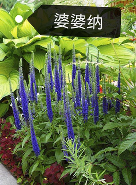 穗花婆婆纳盆栽 蓝色多年生庭院阳台宿根花卉 耐热耐寒易打理包邮