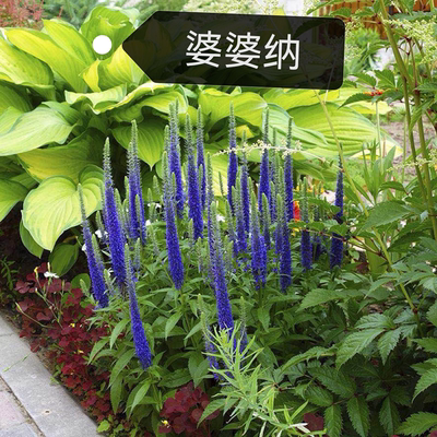 婆婆纳蓝色易打理宿根花卉包邮