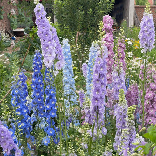 大花飞燕草盆栽 小花飞燕草 翠雀 庭院阳台盆栽 花镜植物大苗