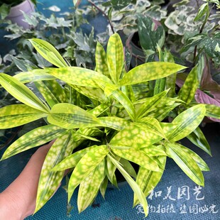 星点木盆栽 斑竹油点木 星虎斑木 细叶星点千年木 观叶组盆点缀