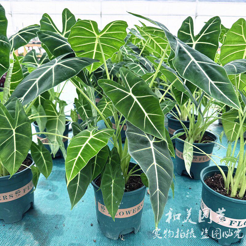 绿天鹅海芋 剑叶海芋 黑丝绒海芋 进口白犀牛海芋 网红观叶植物