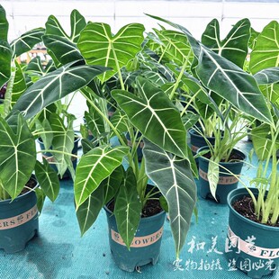 绿天鹅海芋 剑叶海芋 黑丝绒海芋 进口白犀牛海芋 网红观叶植物