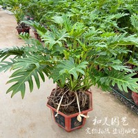 小天使盆栽 春芋春羽  喜林芋 四季常绿 绿植可水培 包邮