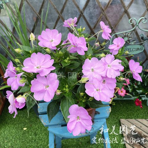 超级凤仙花阳台庭院夏秋花期长