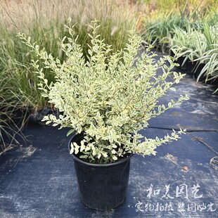 金姬小蜡球 银姬小蜡 花叶香桃木 多年生耐热耐晒低维护花镜植物