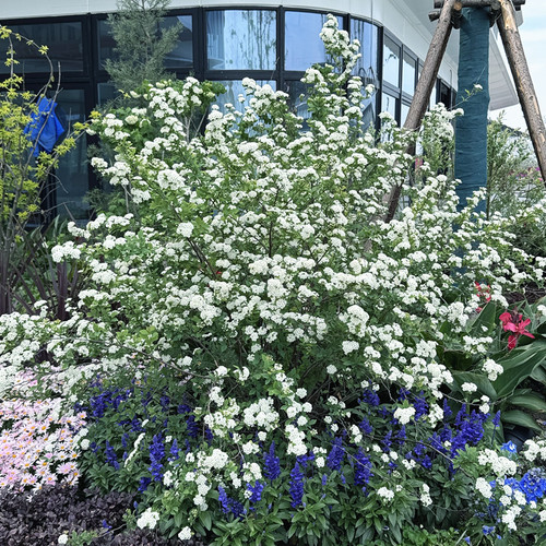 雪柳庭院喷雪花灌木花卉春季