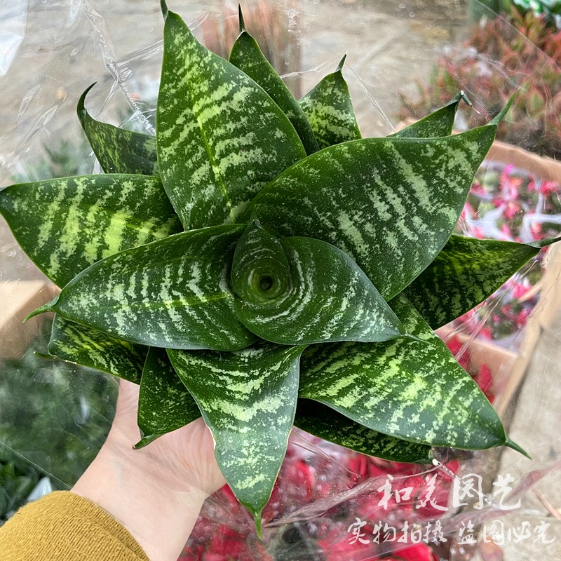 青色短尾虎皮兰 短尾虎皮兰哈尼金边短尾虎皮兰 耐养多肉植物