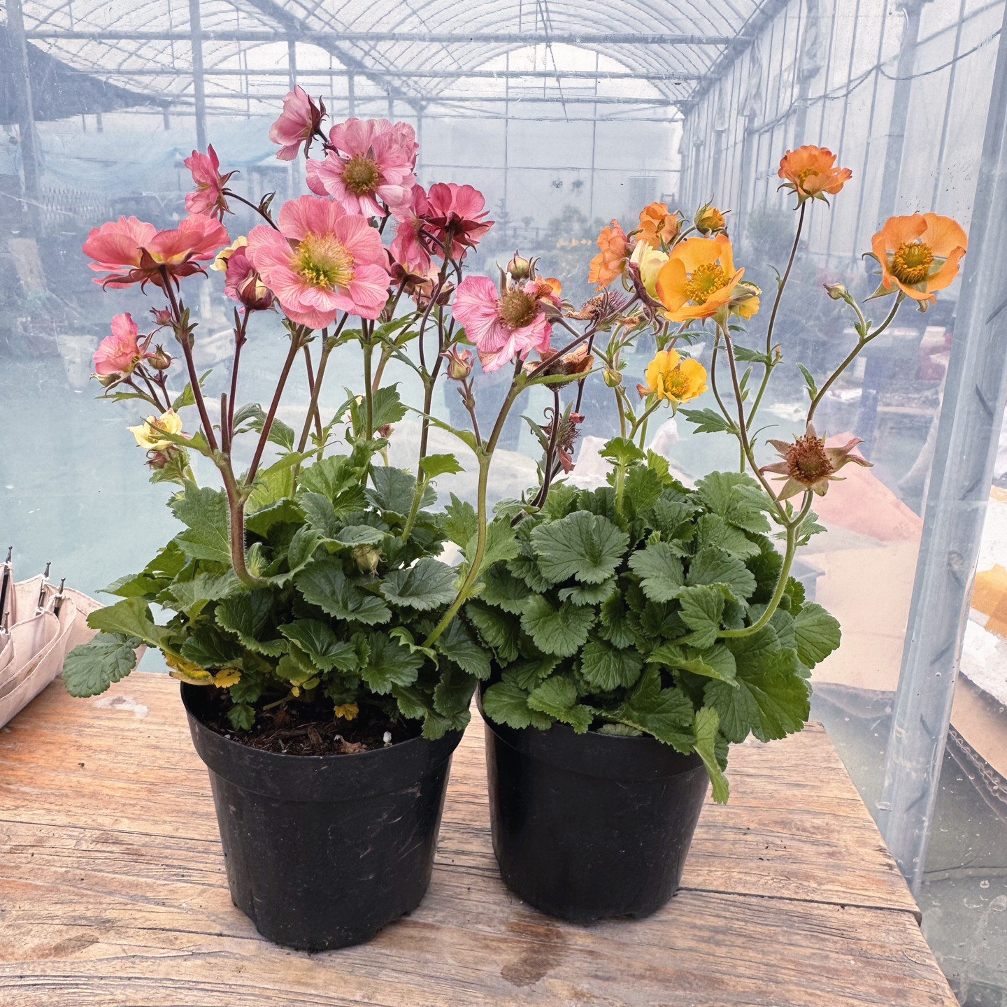 野趣水杨梅多年生宿根耐寒花卉