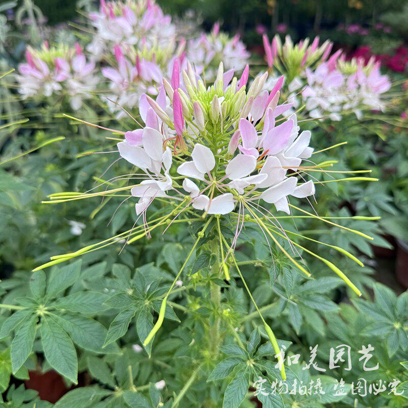 醉蝶花盆栽 庭院夏季耐热花镜植物 室外易养蜜源植物