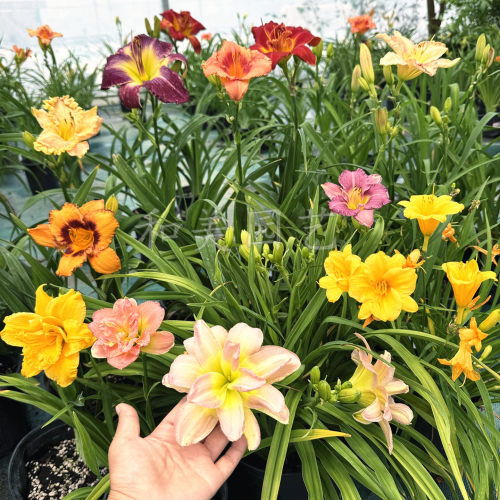 宿根花卉庭院大花萱草多年生夏季