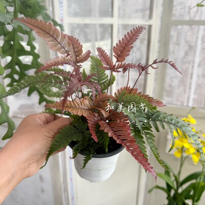 阿波银线蕨凤尾蕨组合点缀蕨类