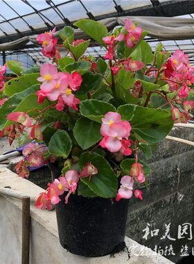 庭院阳台花卉四季海棠2盆包邮