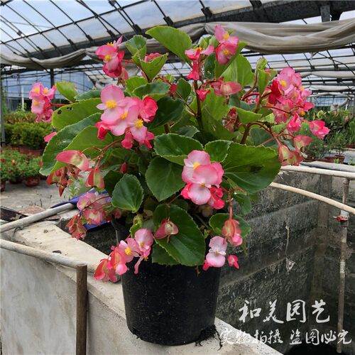 庭院阳台花卉四季海棠2盆包邮