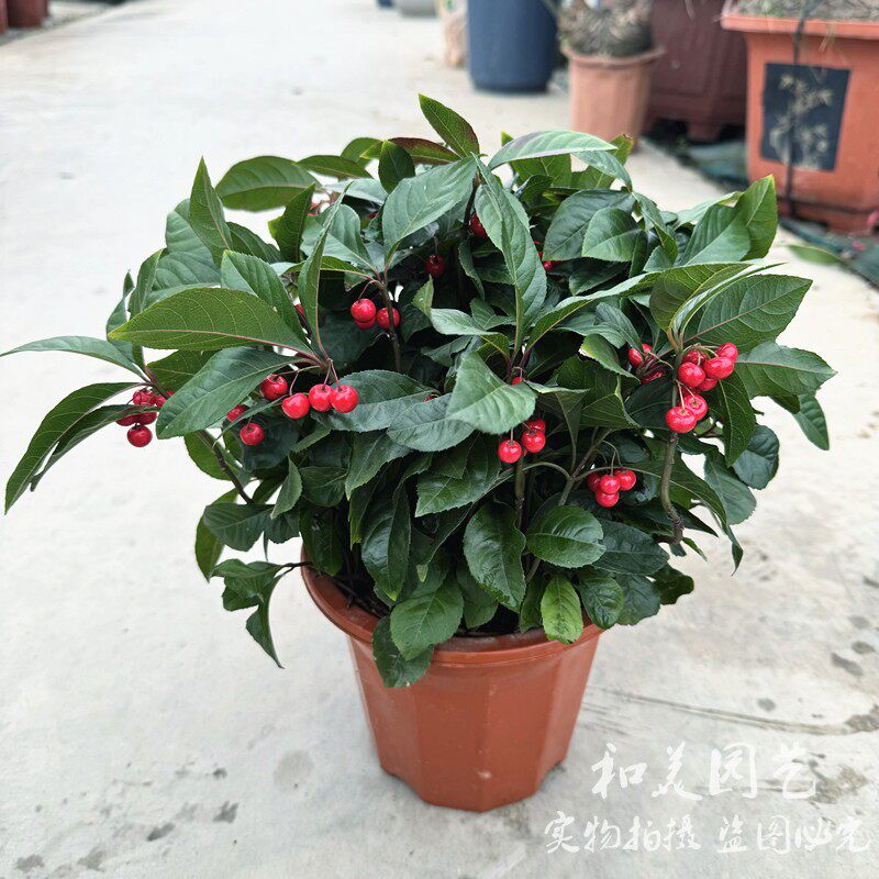 紫金牛盆栽 矮地茶 花叶紫金牛 四季常绿 易养矮生室内外红豆植物