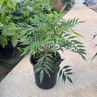 狭叶安平十大功劳盆栽 多年生耐寒耐阴观叶 禅意常绿盆景植物