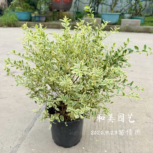 金姬小蜡庭院美观灌木植物