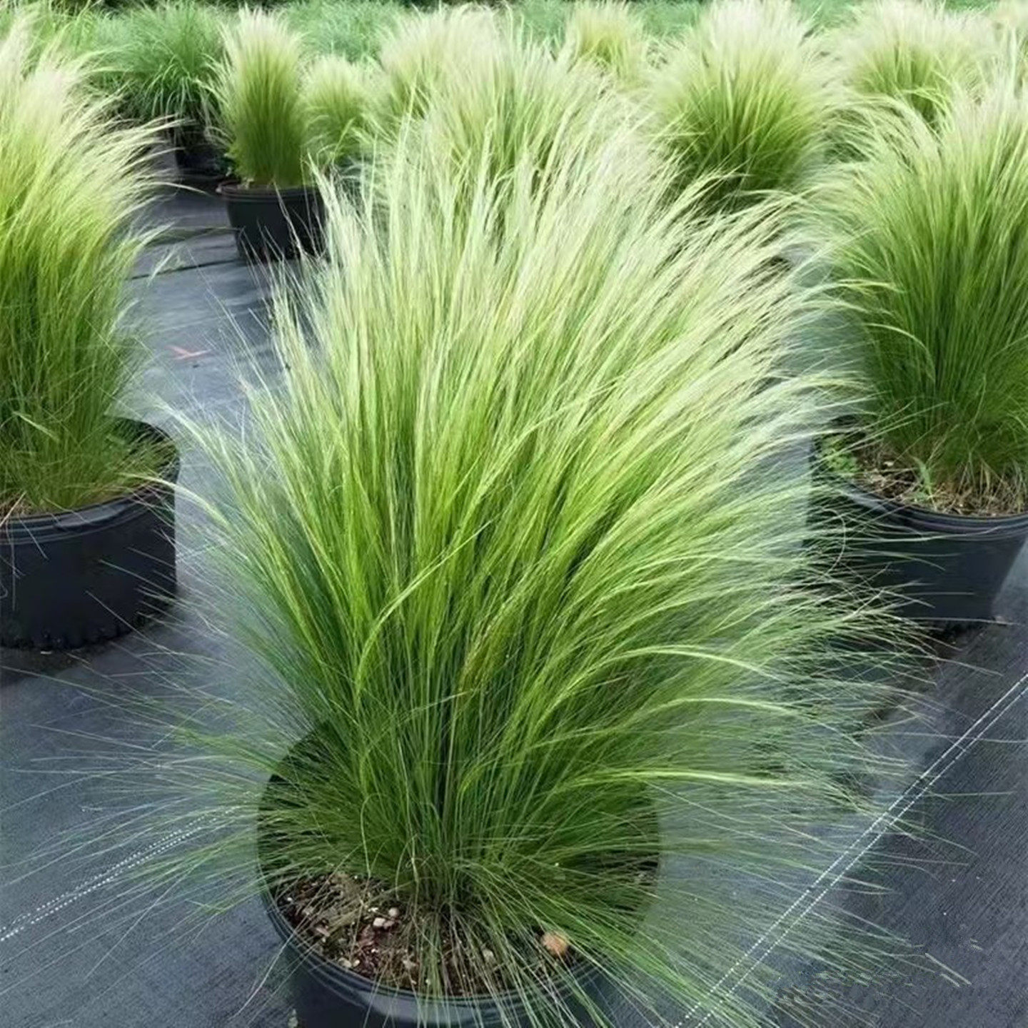 墨西哥羽毛草盆栽 蓝羊茅 金叶苔草 针茅草 庭院花镜观赏草 茅草