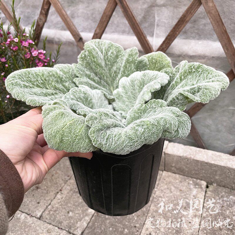 银灰鼠尾草 银叶毛蕊花 花镜中前景银叶观叶植物 阿尔忒弥斯月神