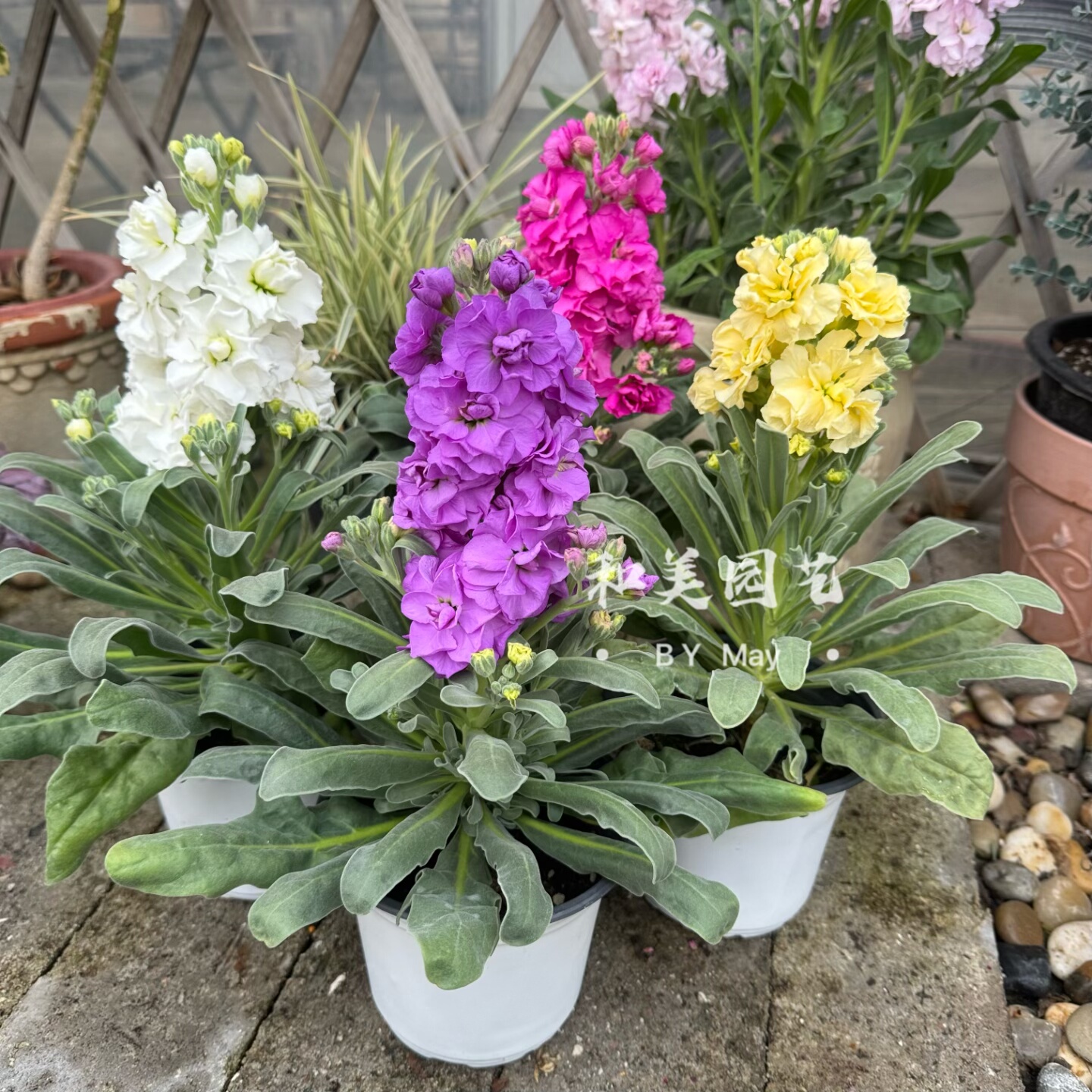 耐寒紫罗兰盆栽 冬季露天花卉 庭院阳台芳香花镜植物 包邮