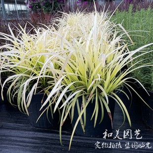 英国山麦冬纯金啤酒 沿阶草 四季常绿金边麦冬 花镜 多年生观赏草