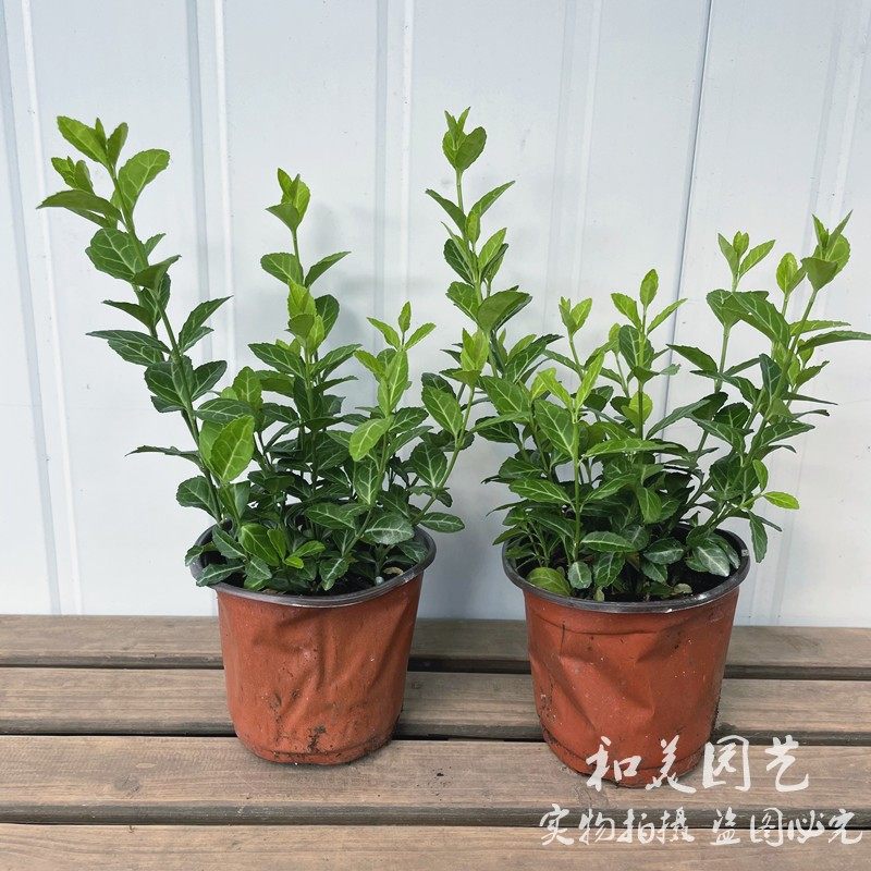 小叶扶芳藤 庭院阳台爬藤观叶植物 常绿木质藤本  包邮