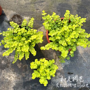 过路黄 紫花瞳草天使之泪垂吊黄金串 金灿灿矮生匍匐垂吊地被植物