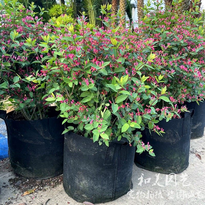 蓝叶忍冬红花忍冬玫瑰忍冬 庭院多年生灌木花卉 花园花镜植物包邮