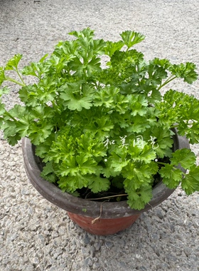 罗勒草本植物室内外夏季