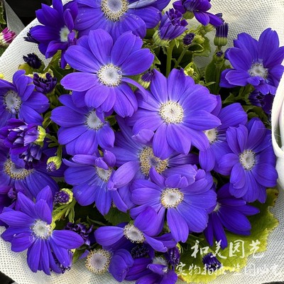 瓜叶菊耐寒冬季花卉阳台春冬耐寒